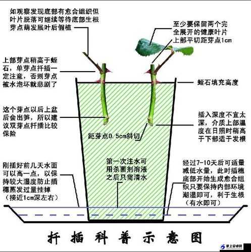 韩式 72 种扦插方式：独特的园艺技巧